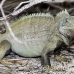 iguana_rock_lwc_provo_h_0043_tci0043.jpg